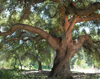 oak