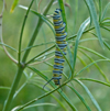 Monarch caterpiller on narrow leaf milkweed